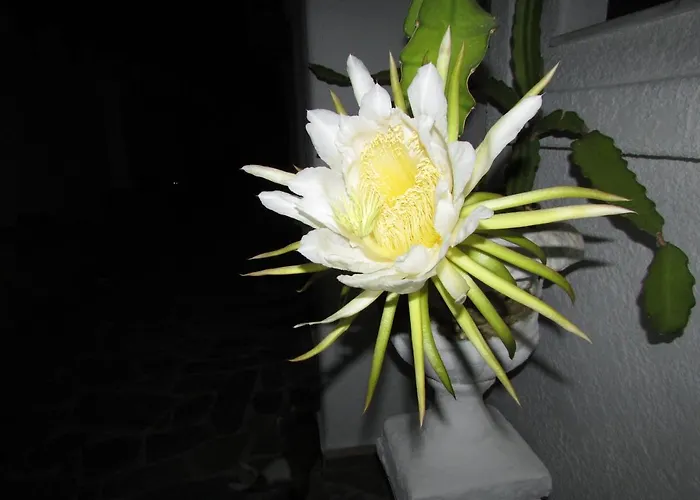 Castellino Konukevi 4*