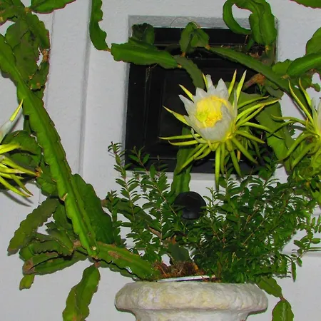 Castellino Гостевой дом