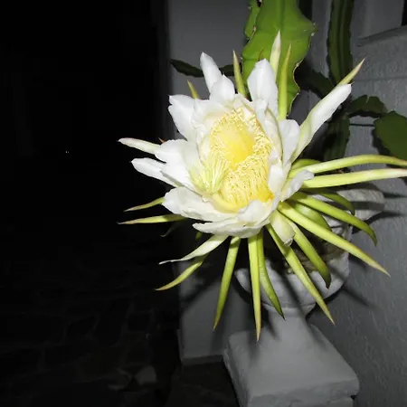 Castellino Гостевой дом 4*